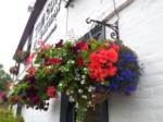 hanging-baskets 006