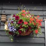 hanging-baskets 027