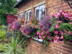 hanging-baskets 035