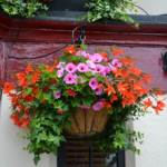 hanging-baskets 037