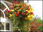 hanging-baskets 042