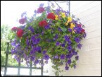 hanging-baskets 051