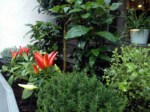 herb-displays 003