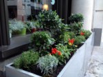 herb-displays 004