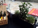 herb-displays 010
