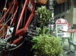 herb-displays 011