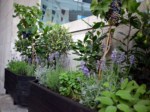 herb-displays 019
