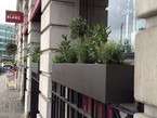 herb-displays 027