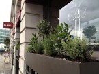 herb-displays 028