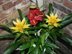 indoor-plants 004