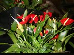 indoor-plants 005