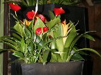 indoor-plants 006