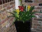 indoor-plants 007