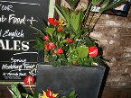 indoor-plants 008