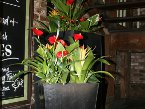 indoor-plants 009