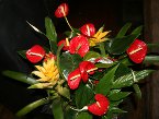 indoor-plants 010