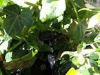 irrigation-systems 002