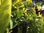 irrigation-systems 007