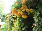 outdoor-plants 001