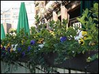 outdoor-plants 003