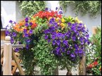 outdoor-plants 004