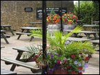 outdoor-plants 006