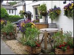 outdoor-plants 007