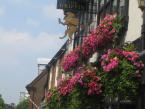 outdoor-plants 010