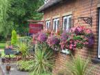 outdoor-plants 012