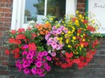 window-boxes 008