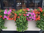 window-boxes 014