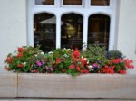 window-boxes 019