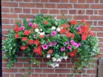 window-boxes 025